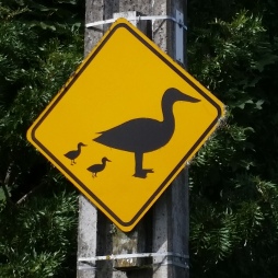 panneau de circulation attention "duck" peuvent traverser la route , à Marton