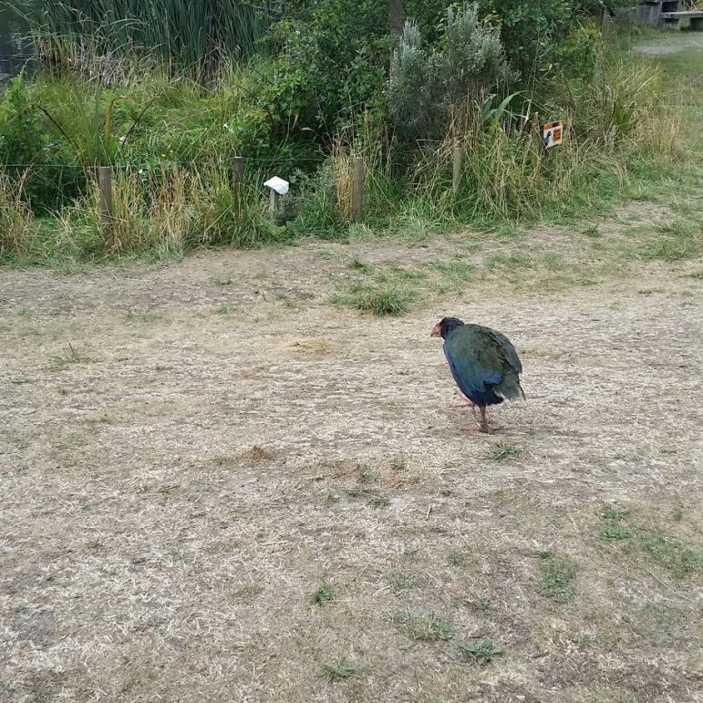 oiseau Takahe, à Zelandia ,Wellington