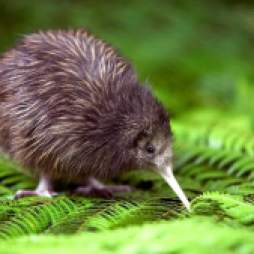 un kiwi, oiseau emblématique de la nouvelle Zélande